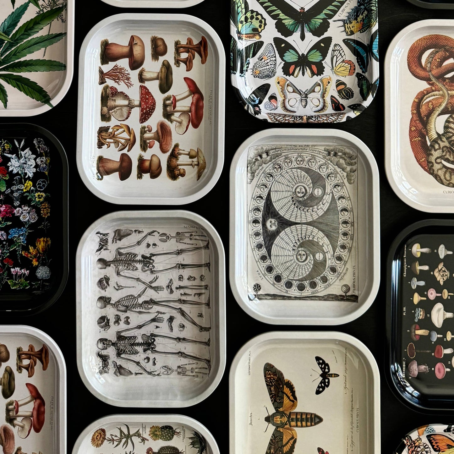 Many Mushroom Tray / Vintage Illustration